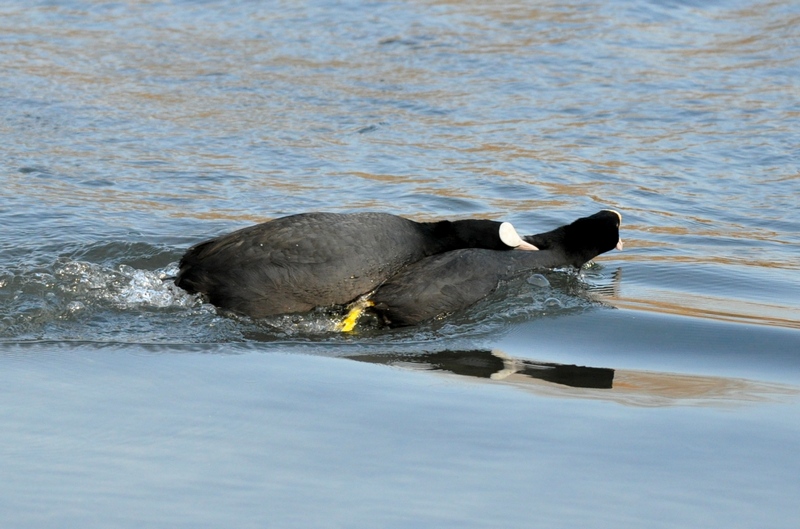 Fulica atra